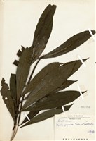 藏品(大葉楠)的圖片